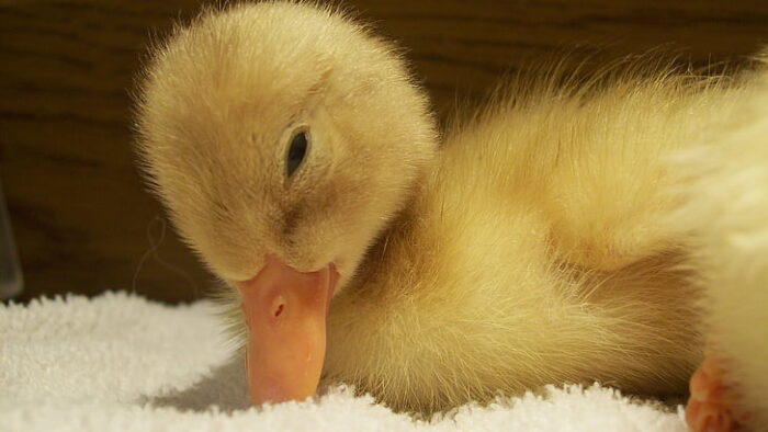 sleepy duckling