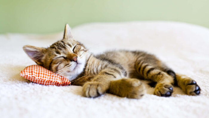 cute cap napping