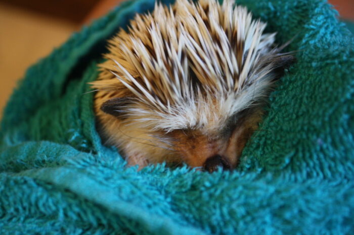 baby porcupine on a blanket